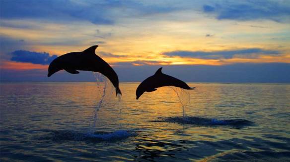 Bali dolphin tour